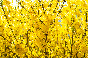 Yellow blossom on spring sunny day