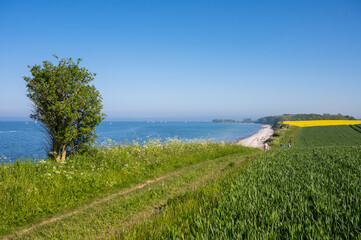Steiküste an der Ostsee bei Kiel mit gelbem Rapsfeld und grünem Kornfeld, Wanderer passieren