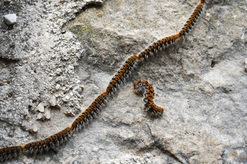 Pine processionary caterpillars (Thaumetopoea pityocampa) moving in line on the ground.   