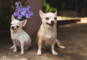 two difference size Chihuahua dogs sitting together on the floor with purple flowers, smiling and looking at camera.
