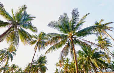 Fototapeta na wymiar Coconut palms against blue sky.