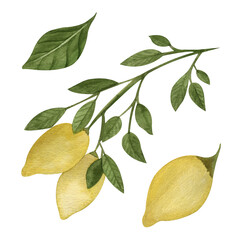 Watercolor illustration of lemons with branch. Isolated lemon on a white backgroung