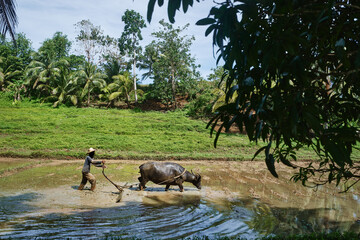 Farmer using buffalo plowing rice field. Asian man using the buffalo to plow for rice plant in rainy season, Countryside. - obrazy, fototapety, plakaty