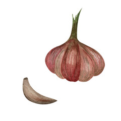 Watercolor illustration of garlic. The whole and a piece. Isolated on a white background