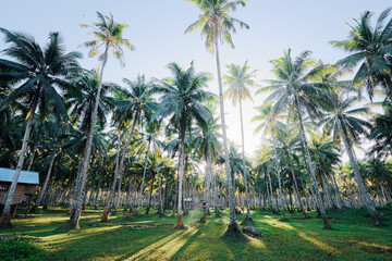 Tropical landscape. Beautiful green coconut palms plantation.