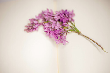 Fresh branch of lilac bush on the spread of a blank book