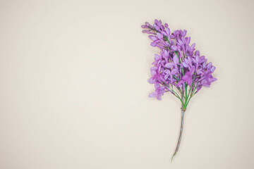 Fresh branch of lilac bush on the beige table, copy space
