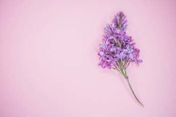 Fresh branch of lilac bush on the pink table, copy space