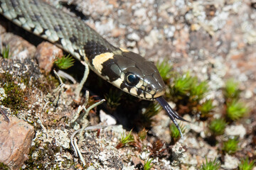 Grass snake