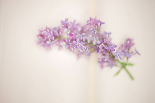 Fresh branch of lilac on the spread of a blank book