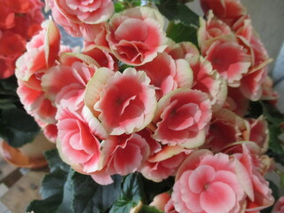 花瓶に生けられたピンクが美しい春の花