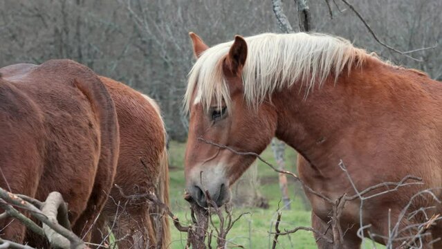 Pedigree horse with blond horsehair and brown fur looking around next to two more horses.