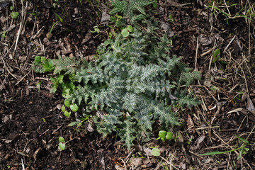 A prickly herbaceous green plant with thorns on the leaves is covered with white shiny hairs. A low growing weed with leaves close to the ground. High angle. Top view