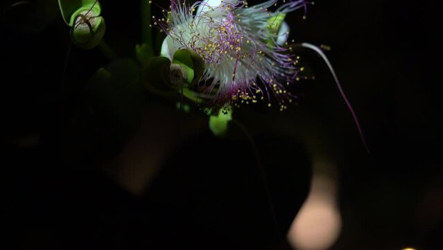 Barringtonia Asiatica Plant That Blooms At Night In Koh Samui Island, Thailand. Close-up