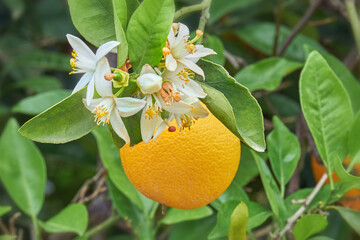 Orange mit Orangenblüte