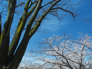 公園の春の欅の枯れ木と満開の桜と青空