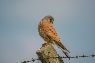 Common Kestrel (Falco tinnunculus) perched on garden fence post