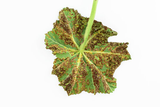 Puccinia malvacearum pathogen on a leaf (underside), white background