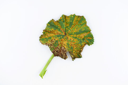 Puccinia malvacearum pathogen on a leaf (upper side), white background