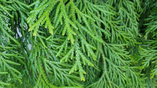 Green thuja branch in the garden. Young branch of juniper in the park in spring or summer. Nature background