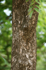 Obraz premium Wooden Bark in the garden , Close up Texture