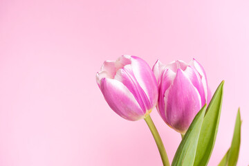 Pink tulips close up 