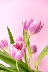Tulips isolated on pink background 