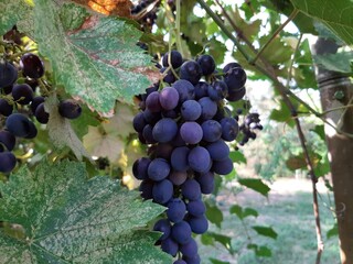 red wine grapes