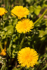 Two yellow dandelions in the grass on a sunny day