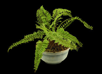 The Fern Plant Spread Its Carved Branches in The Home Collection. Isolated On Black Background