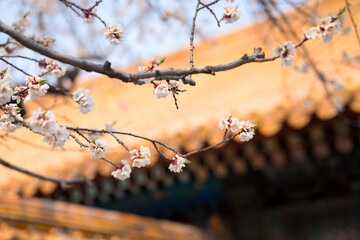 Peach blossoms in the Forbidden City of Beijing