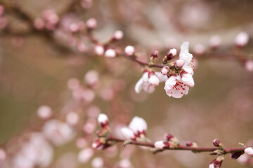 Peach blossoms bloom in the park in spring