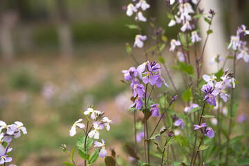 Wild flower Zhuge is common in spring park