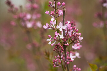 The budding lilacs bloom in spring