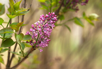 The budding lilacs bloom in spring