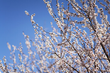 Apricot blossoms blooming all over the sky