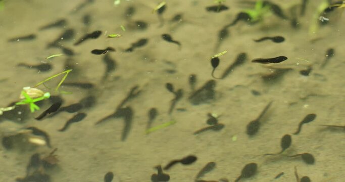 Swarm of common frog tadpoles swimming in a small pond in Europe. Top view, no people