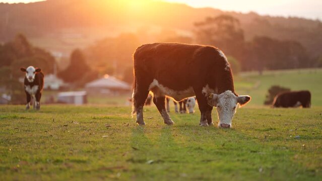 Close up of Stud Beef bulls and cows grazing on grass in a field, in tasmania, Australia eating hay and silage. breeds include speckle park, murray grey, angus, brangus and wagyu.