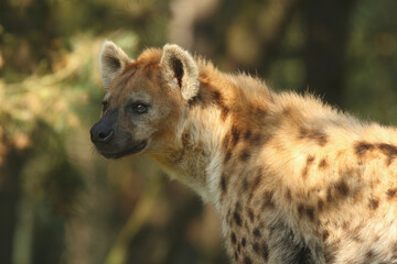 A portrait of a Spotted Hyena
