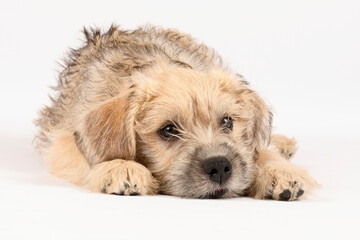 A close-up of a tired puppy photographed on a white background. This puppy is of the breed...