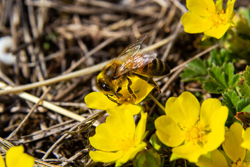 bee collects nectar from Potentilla arenaria, Tormentilla erecta, Potentilla laeta, Potentilla tormentilla, tormentil, septfoil, erect cinquefoil yellow small wildflowers melliferous plants