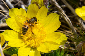 Honey bee on blooming adonis flower, Spring background, honey bee pollinating wild yellow flower