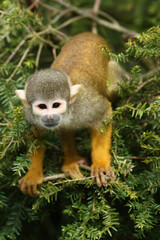 Portrait of a curious Squirrel Monkey in a tree looking at the photographer
