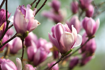 Close up of magnolias blooming on trees