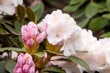 Rhododendron or Rosebay blossoms in spring garden, closeup. Ericaceae evergreen shrub, toxic leaves. Blooming azalea, decorative shrubs.