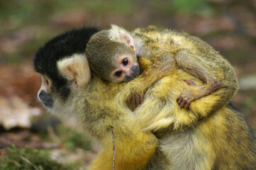 Obraz premium A young Squirrel Monkey riding along on its mothers back 
