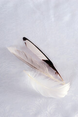 Beautiful Feathers