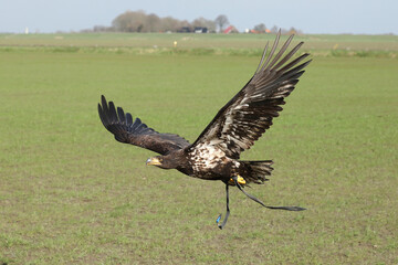 A juvenile Bald Eagle in flight equipped with leather straps and a tracker
