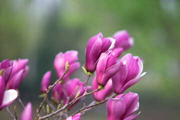 Beautiful magnolias are on the branches