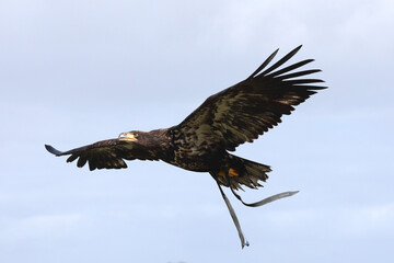 A juvenile Bald Eagle in flight equipped with leather straps and a tracker

